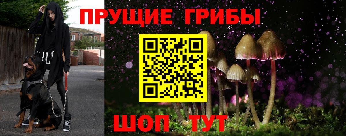 Галлюциногенные грибы Cubensis Боровичи
